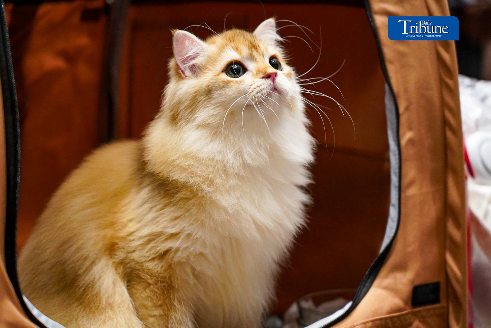 Cat enthusiasts and pet owners visit the 1st WCF Philippines World Show held at One Ayala in Makati. The show runs from 14 to 15 June 2024.